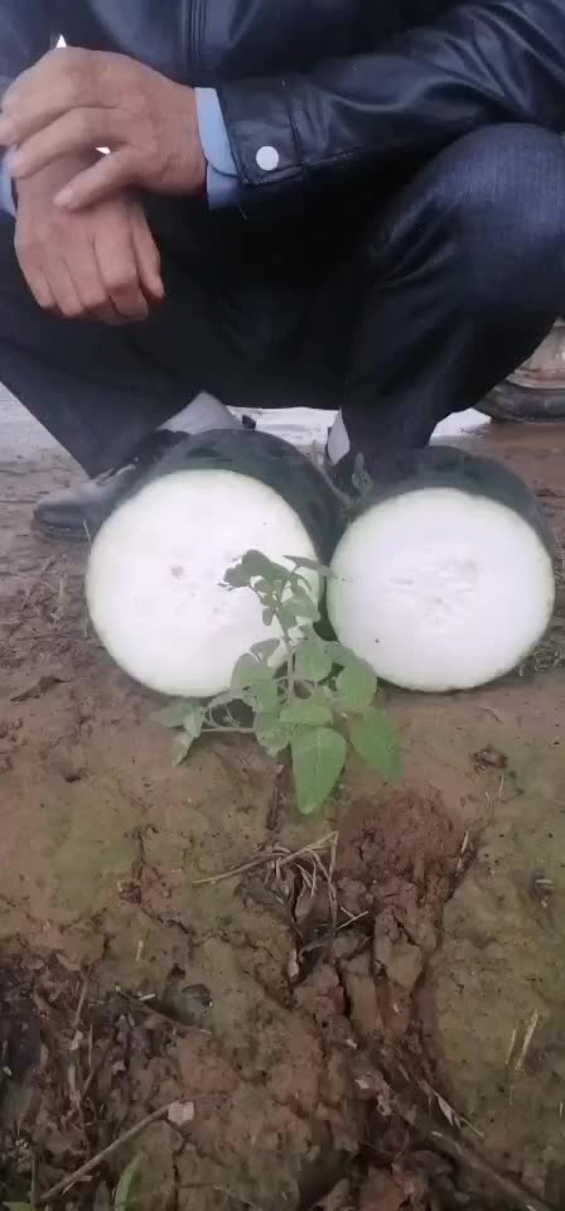 黑皮东瓜