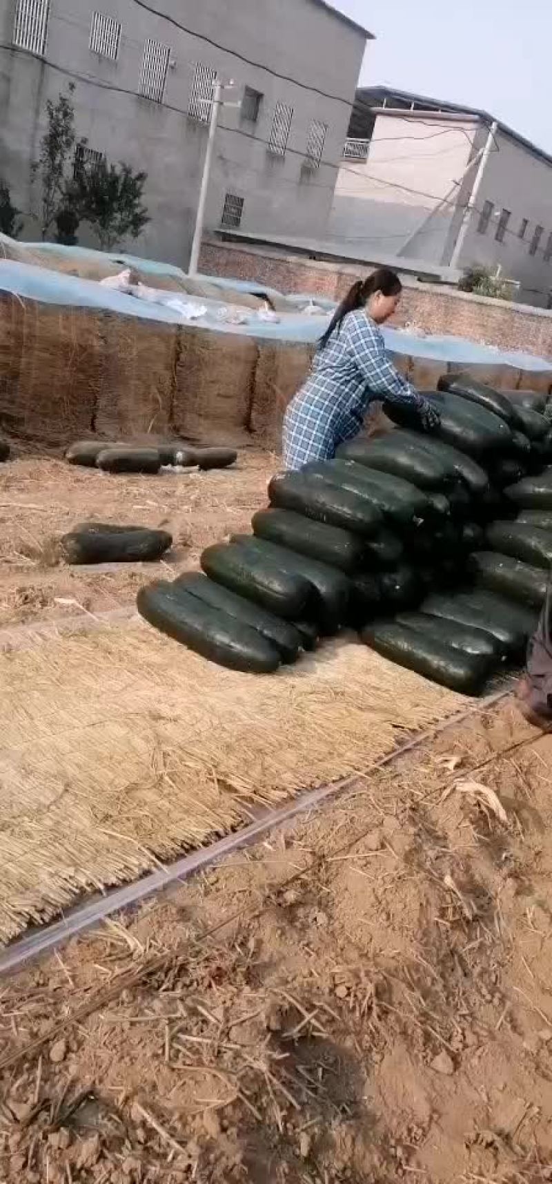 黑皮东瓜