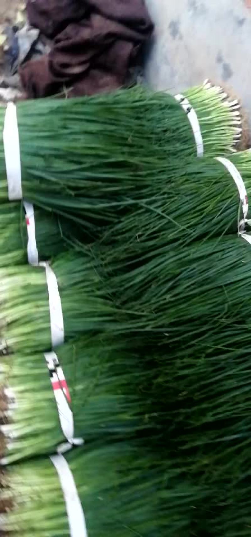 精品黑叶小葱！大葱苗！四季小葱！黑叶香葱！