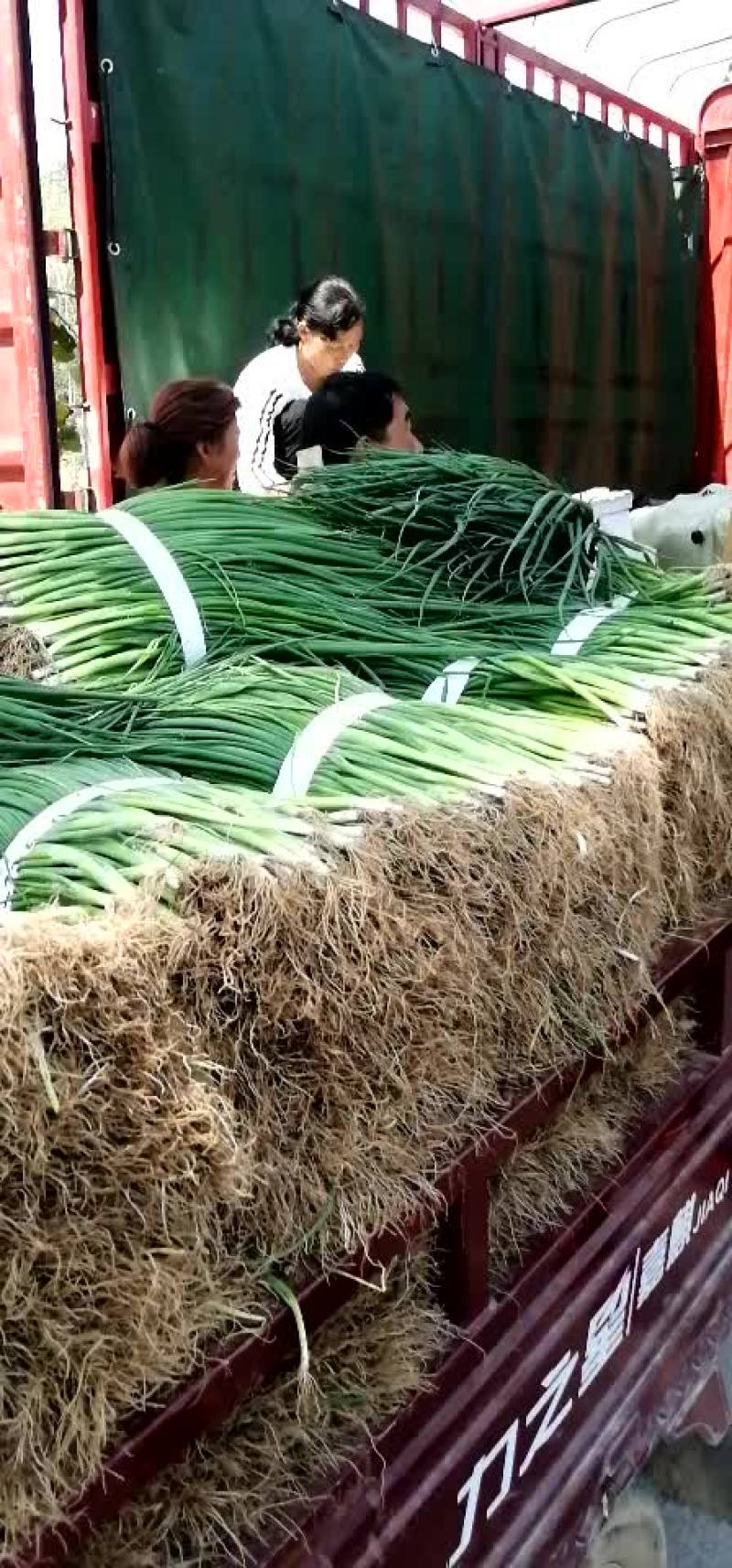 精品黑叶小葱！大葱苗！四季小葱！黑叶香葱！