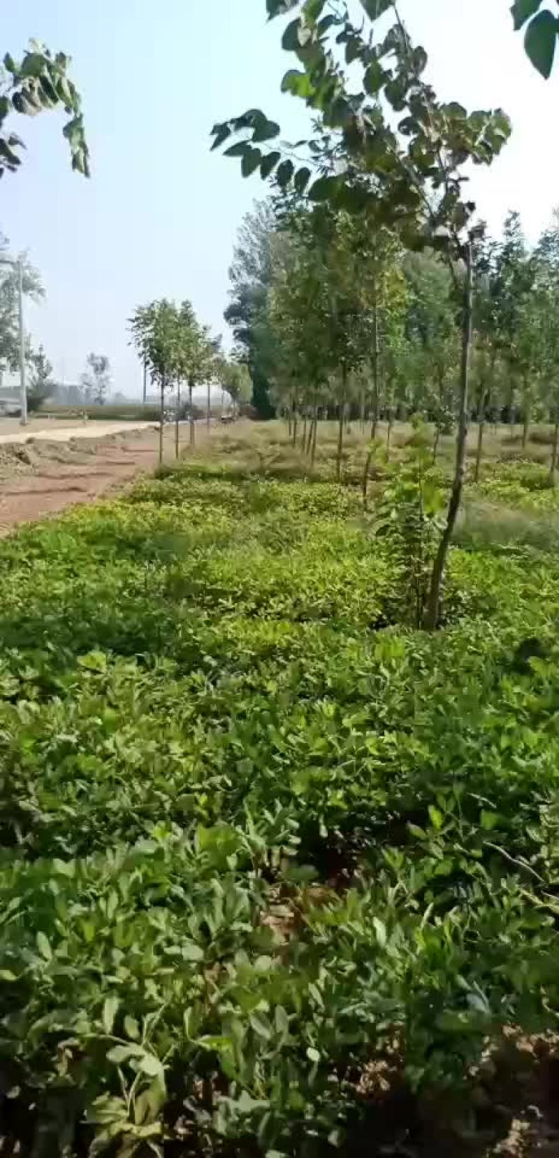 白蜡树苗8-12