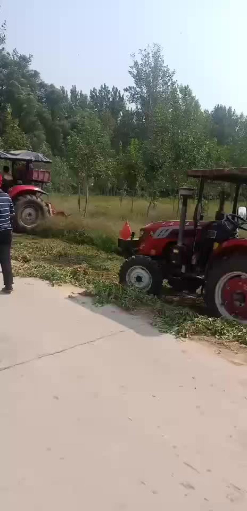 白蜡树苗8-12