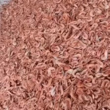 铁皮虾，红虾，渤海小红虾，食品厂可谈