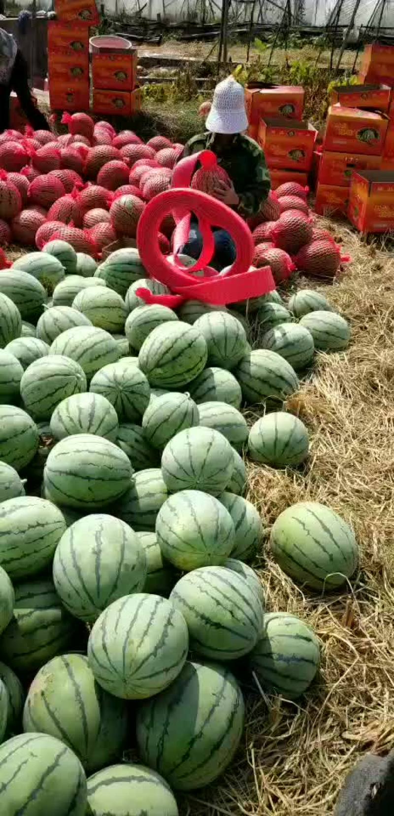 8424.美都，玖甜