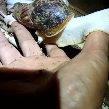 大蜗牛宠物