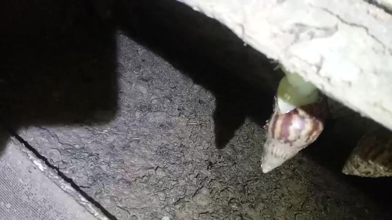 大蜗牛宠物