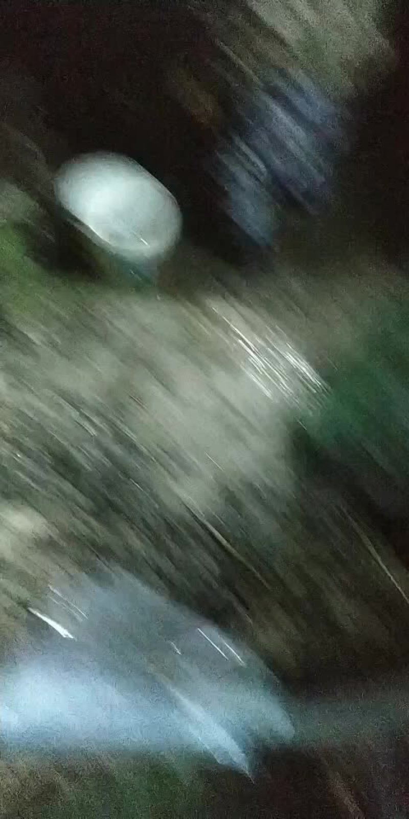 盘锦蟹苗以大量上市有需要的朋友请联系