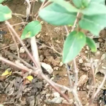 金银花苗