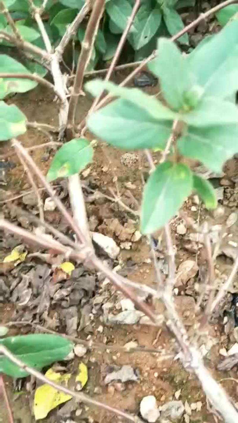 金银花苗