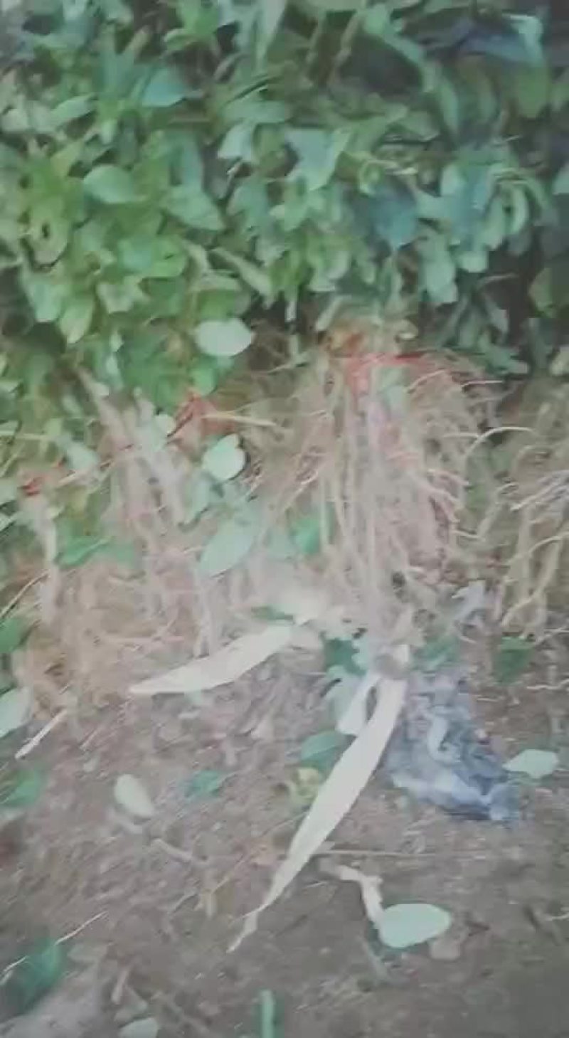 金银花苗