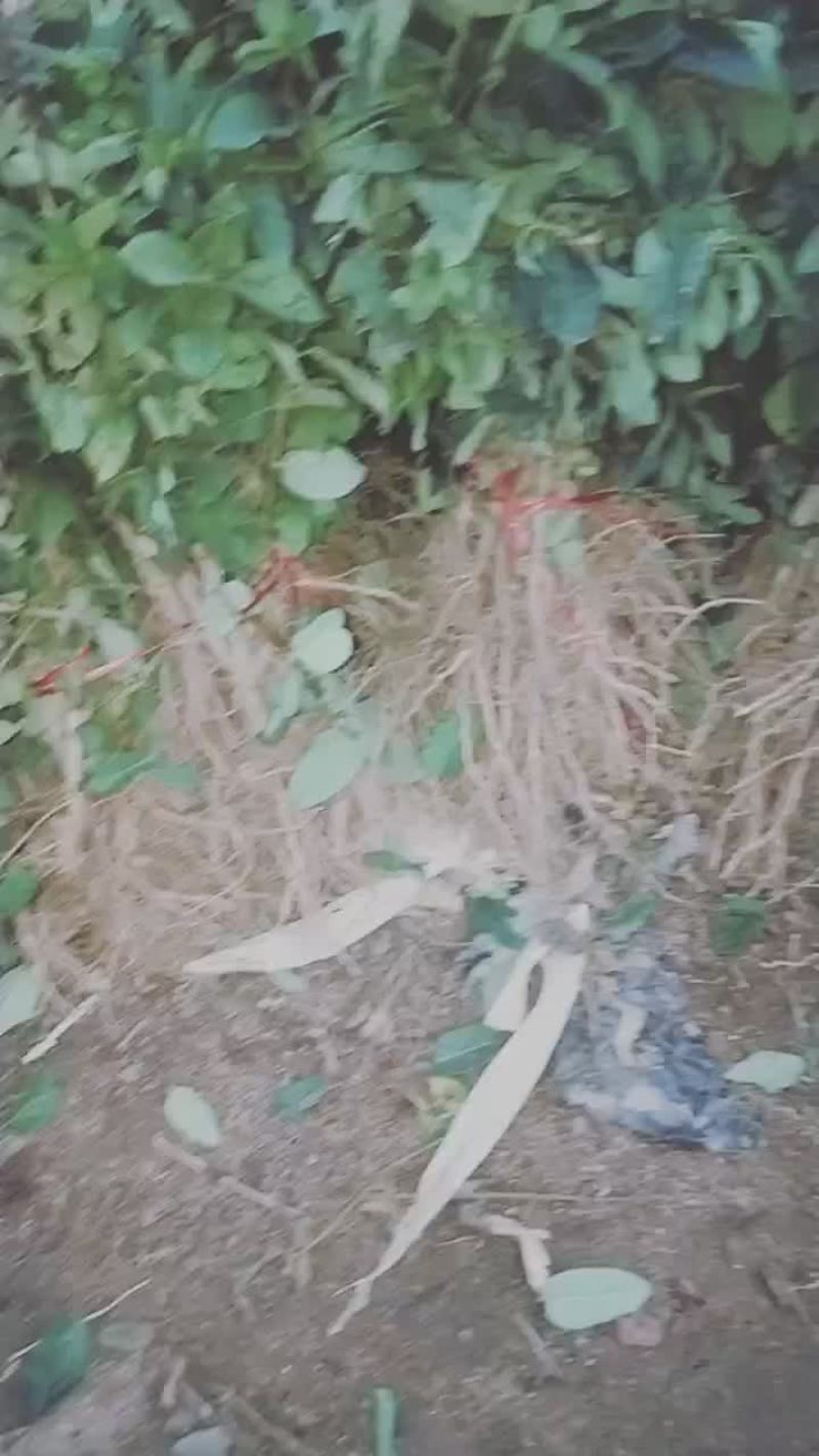 金银花苗