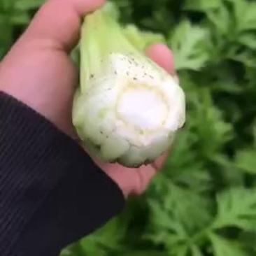 芹菜