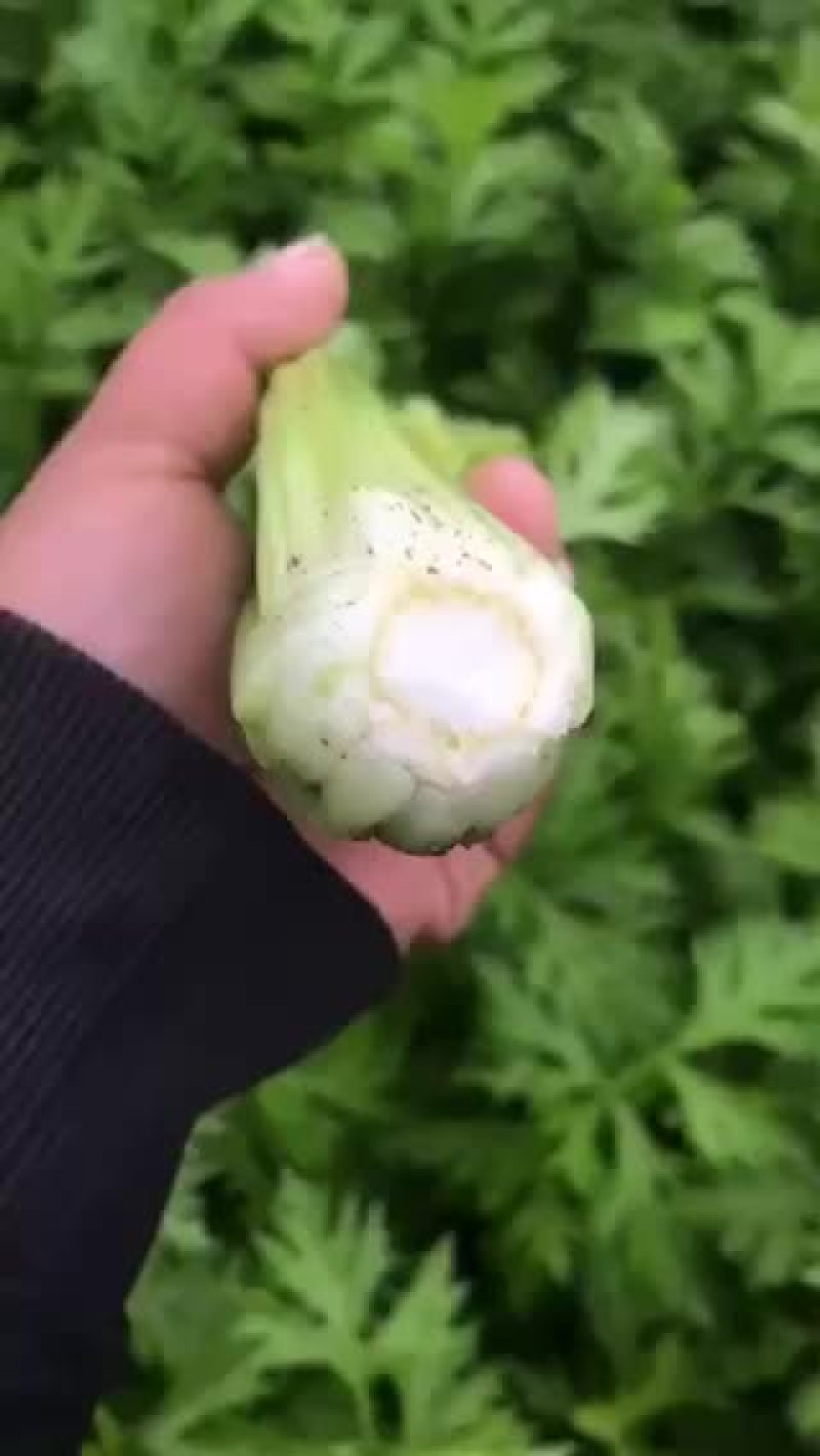 芹菜