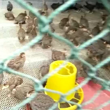 珍珠鸡苗