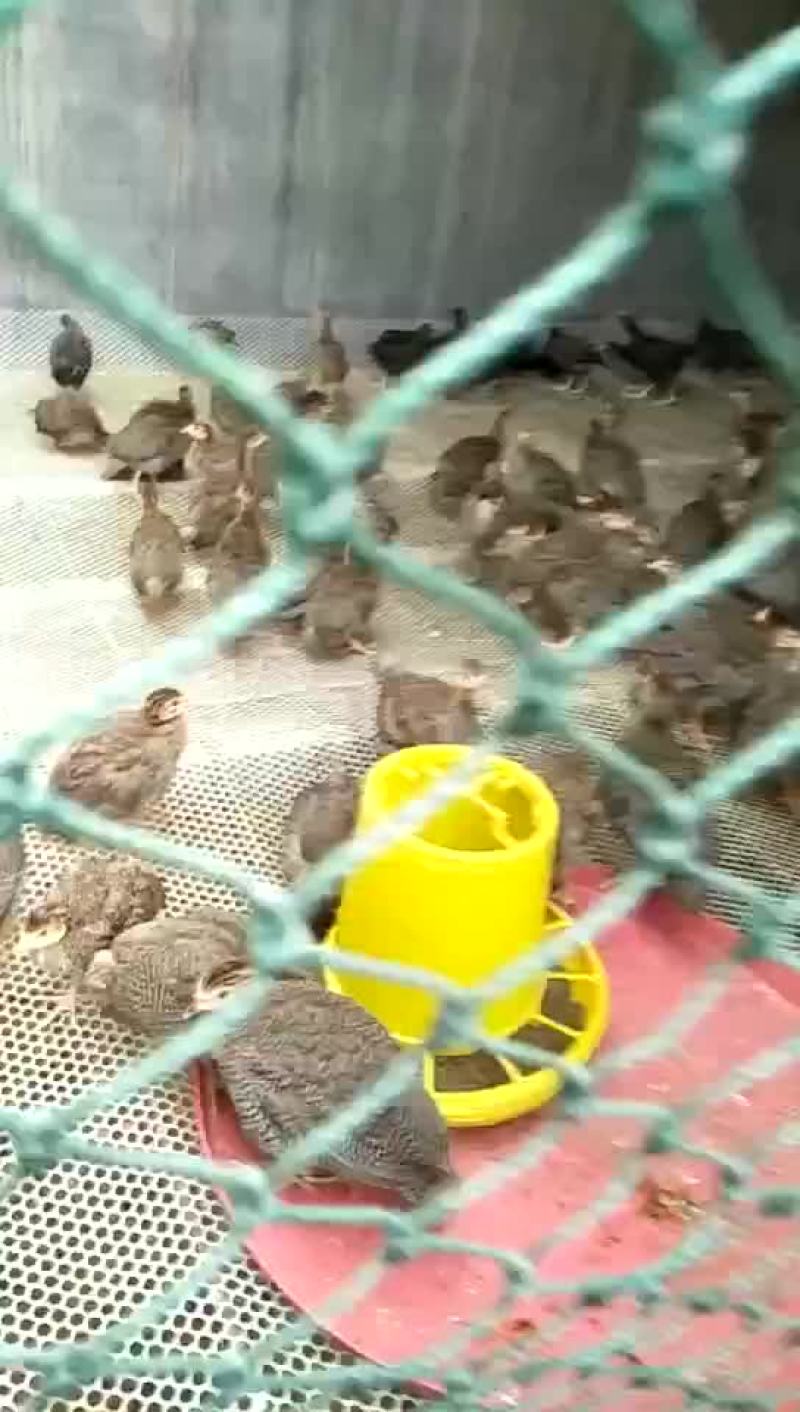 珍珠鸡苗