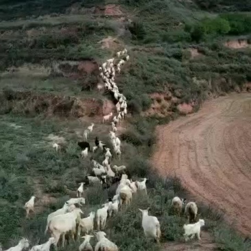肉羊常年放羊是养殖杀肉的精品羊