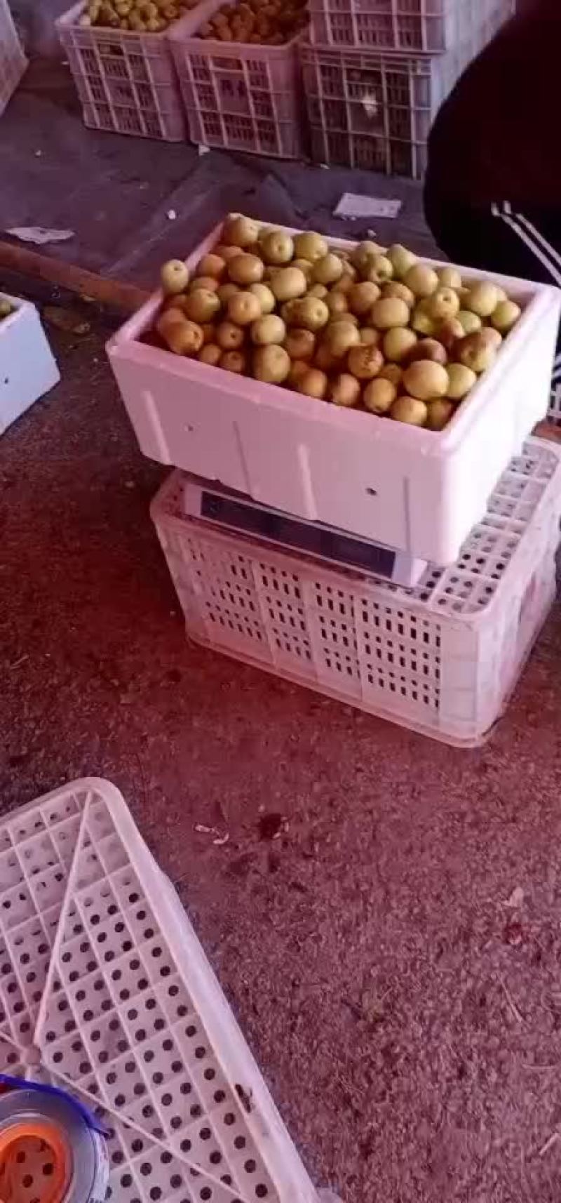 冬枣，电商对接，基地直供，地理位置优越，拥有大型场地