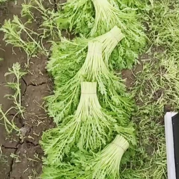 精品茼蒿