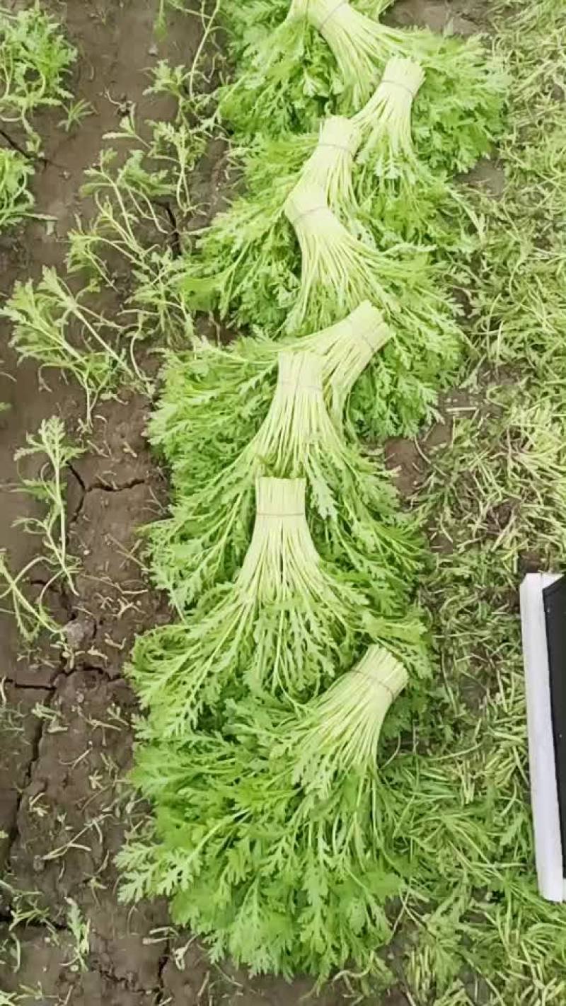 精品茼蒿