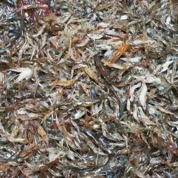 河虾，。。。。。。。。。。