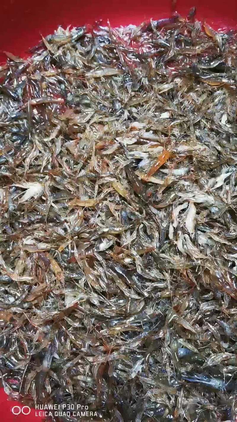 河虾，。。。。。。。。。。