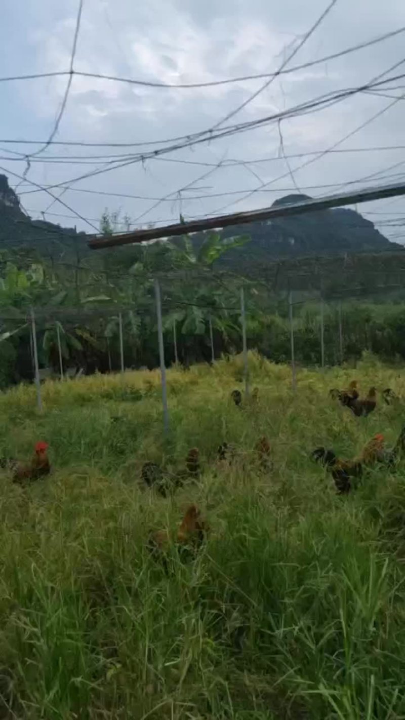 活禽