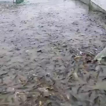 黄骨鱼