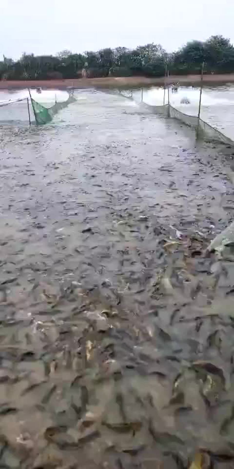 黄骨鱼