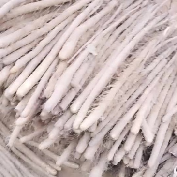 白玉山药