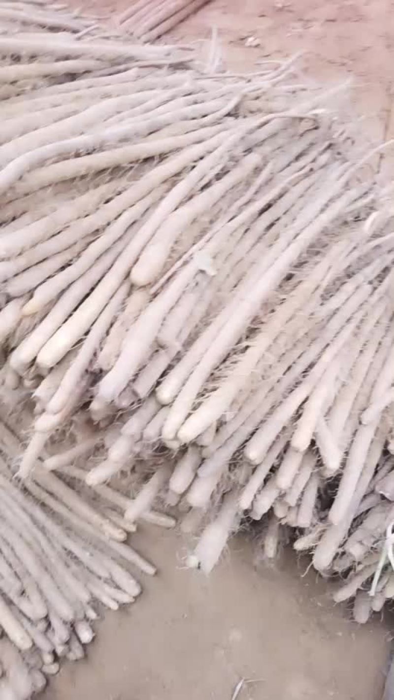 白玉山药