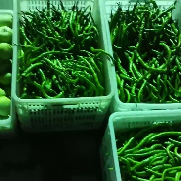 鲜辣椒