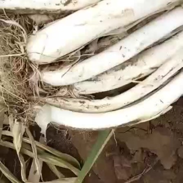 大葱