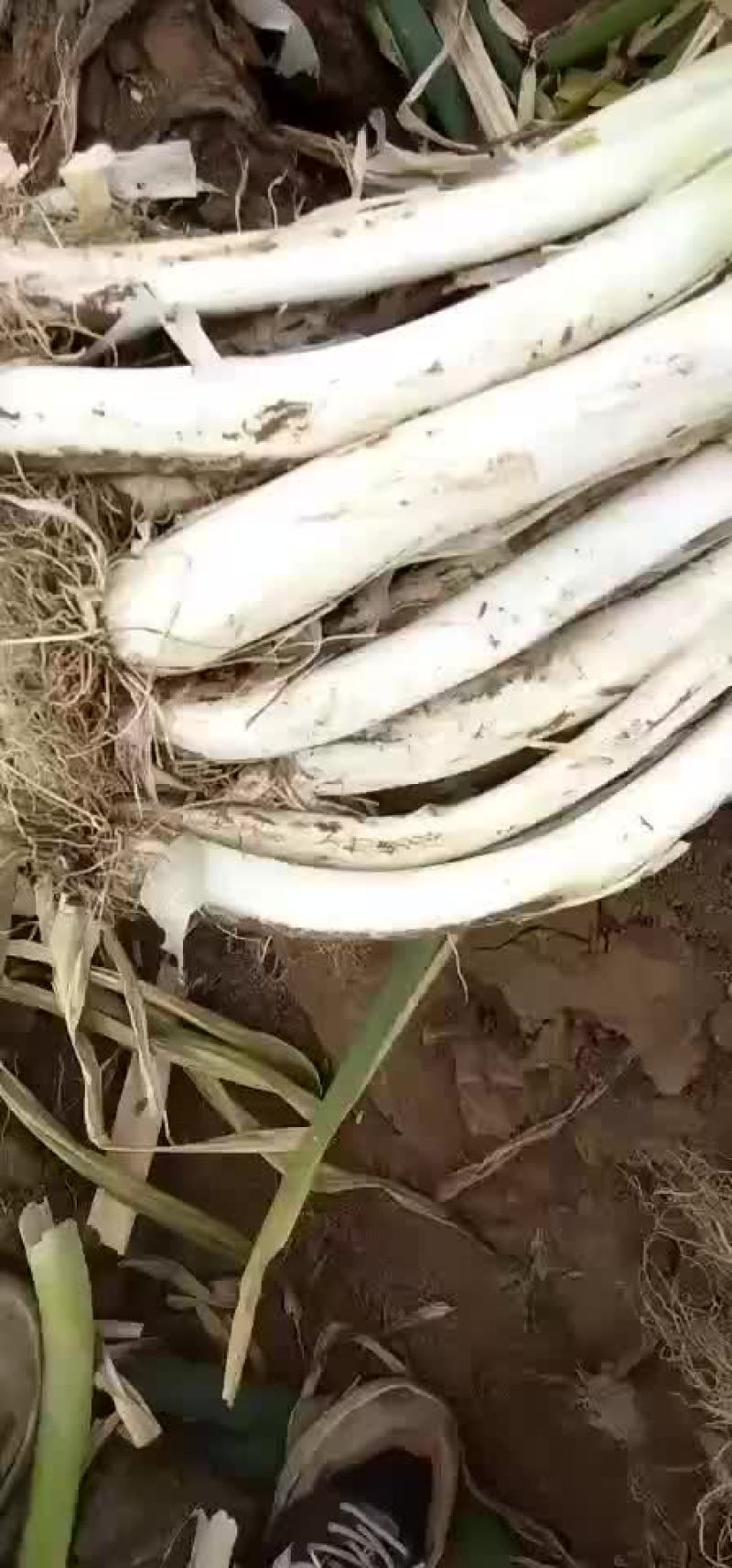 大葱