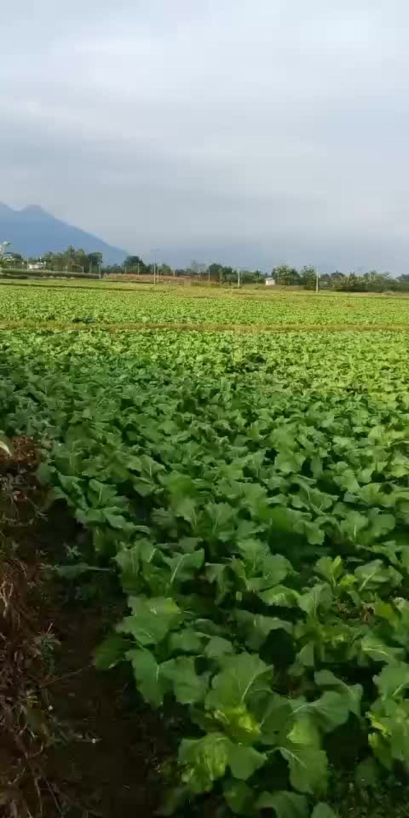 四川儿菜(10月底卖)