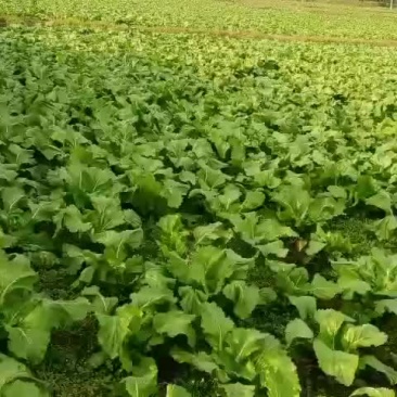 四川儿菜(10月底卖)