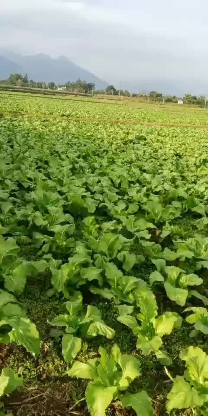 四川儿菜(10月底卖)
