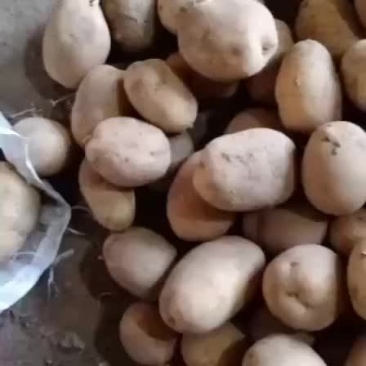 土豆