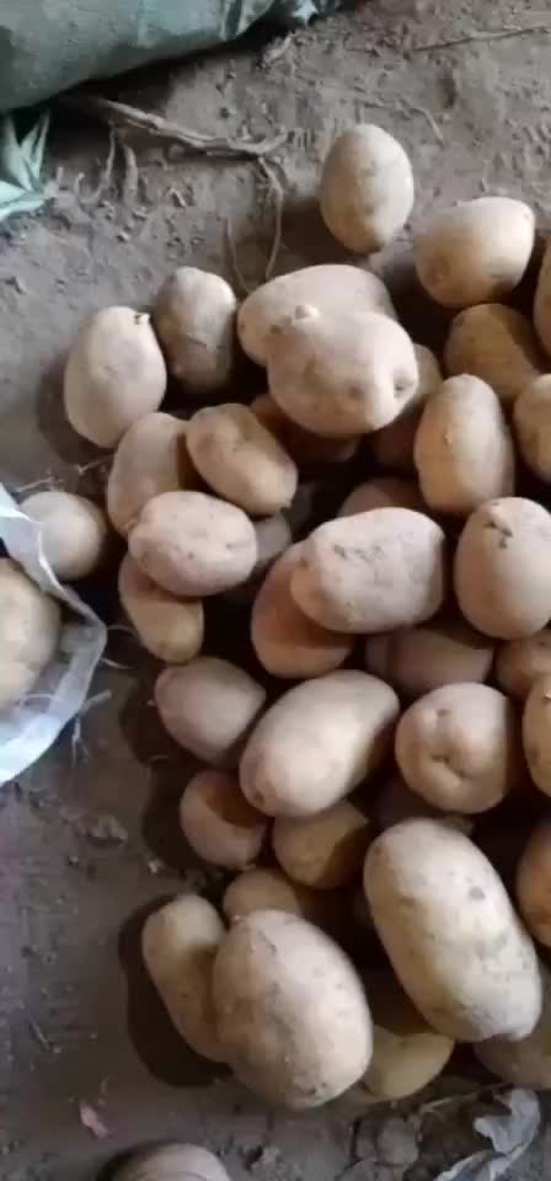 土豆