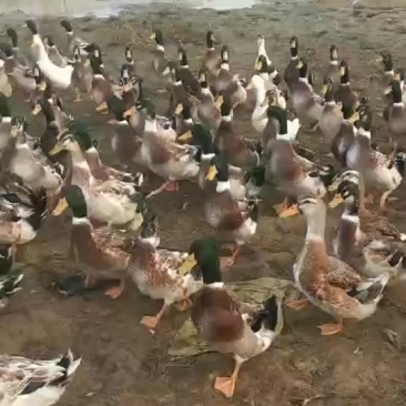 青头鸭