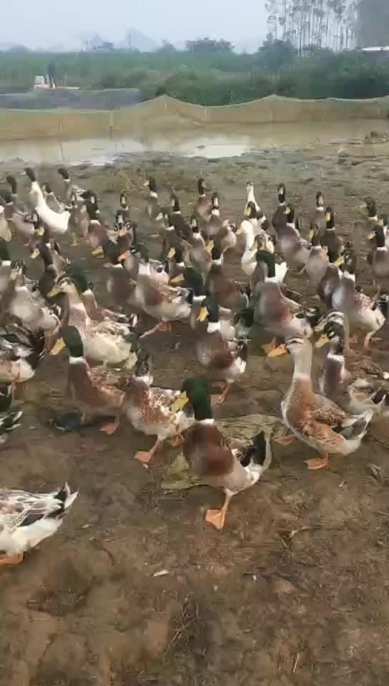 青头鸭