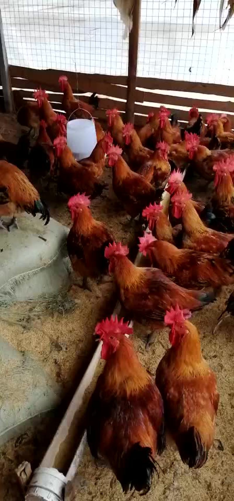 青脚麻公鸡大红公鸡成年公鸡红冠亮羽