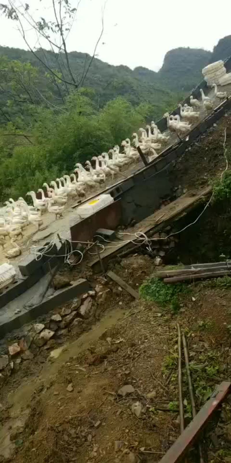 白鹅，均重八斤