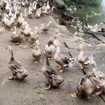 活禽