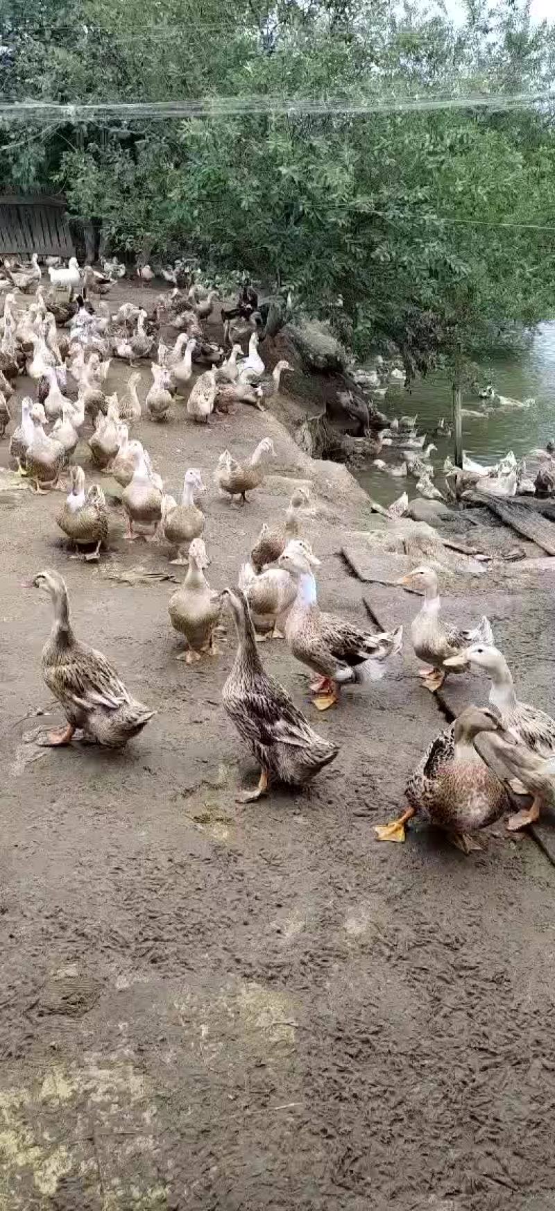 活禽