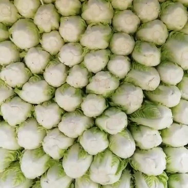 黄心白菜