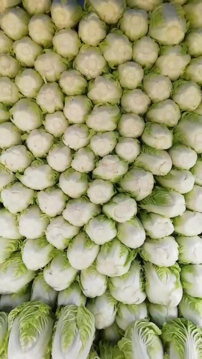 黄心白菜