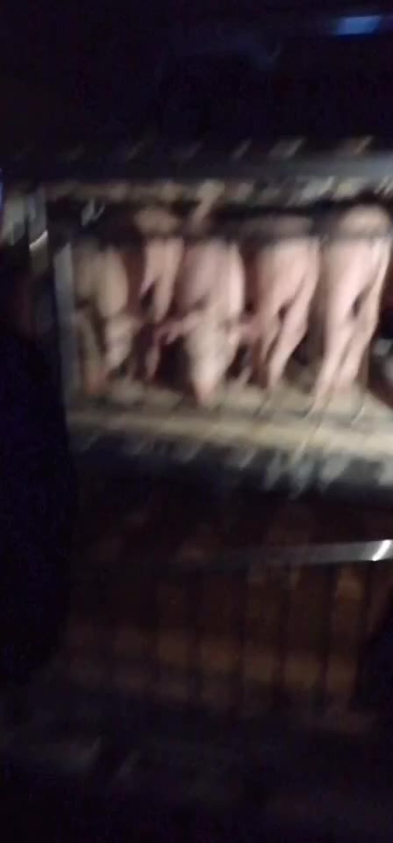 二元母猪，苏太母猪，太湖母猪，长白母猪，杜洛克公猪