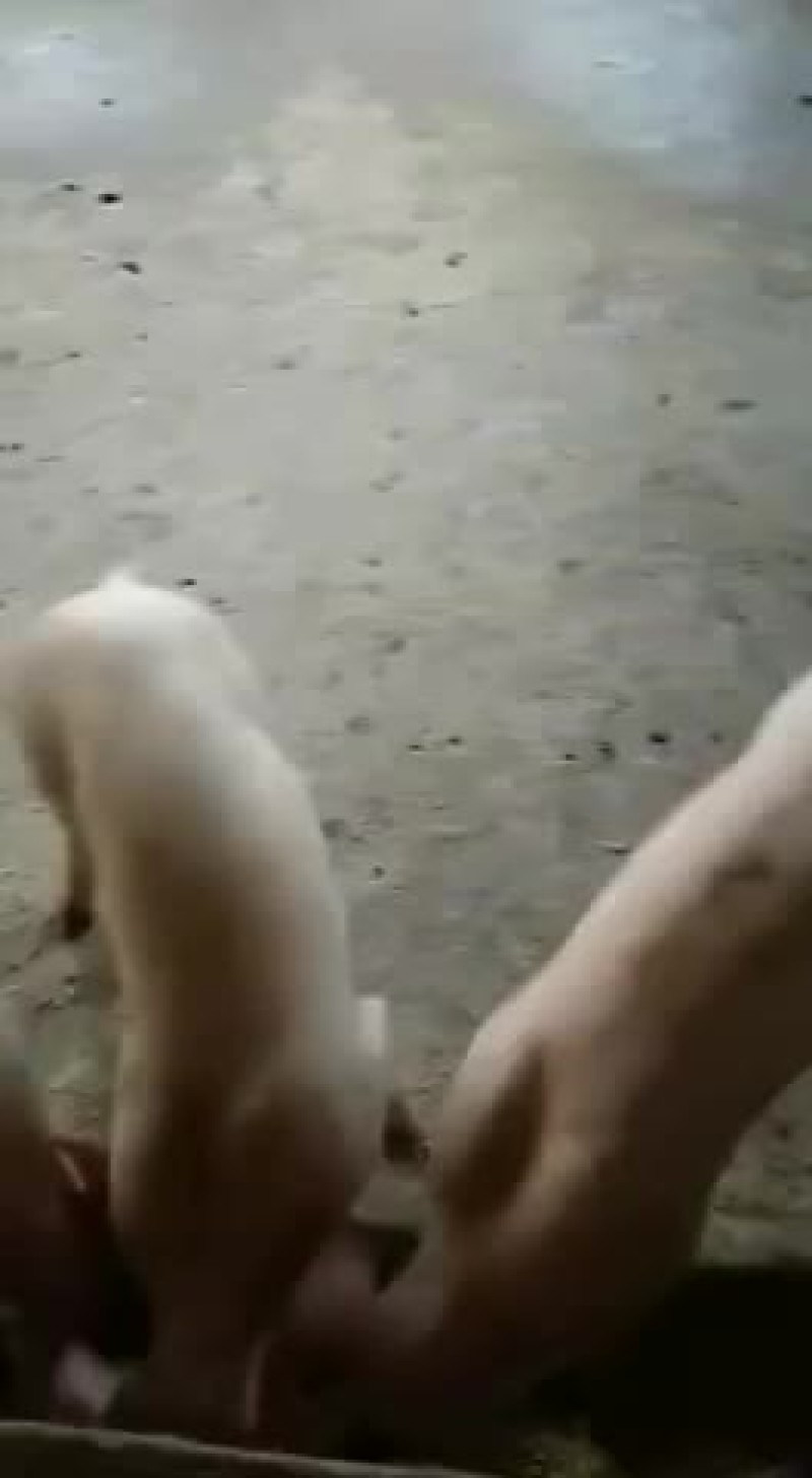二元母猪，苏太母猪，太湖母猪，长白母猪，杜洛克公猪