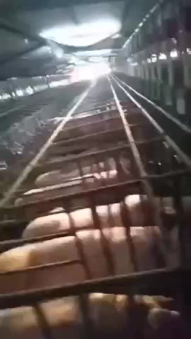 二元母猪，苏太母猪，太湖母猪，长白母猪，杜洛克公猪