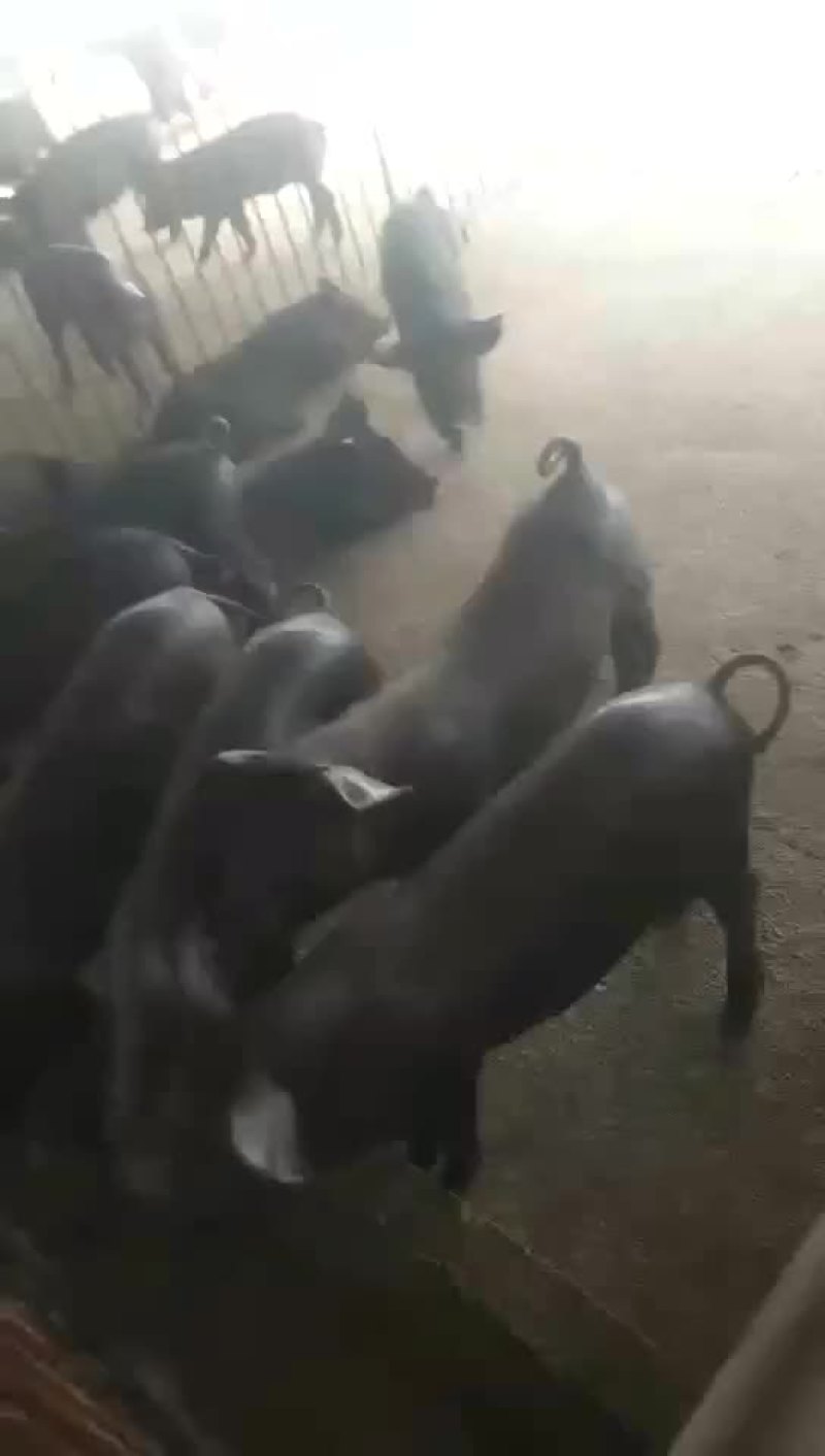 二元母猪，苏太母猪，太湖母猪，长白母猪，杜洛克公猪